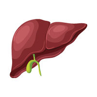 Desintoxicación, hígado