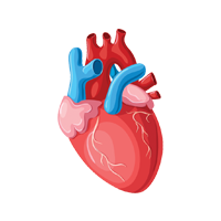 Herz-Kreislauf-System, Herz
