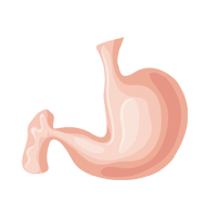Sistema digestivo, intestinos